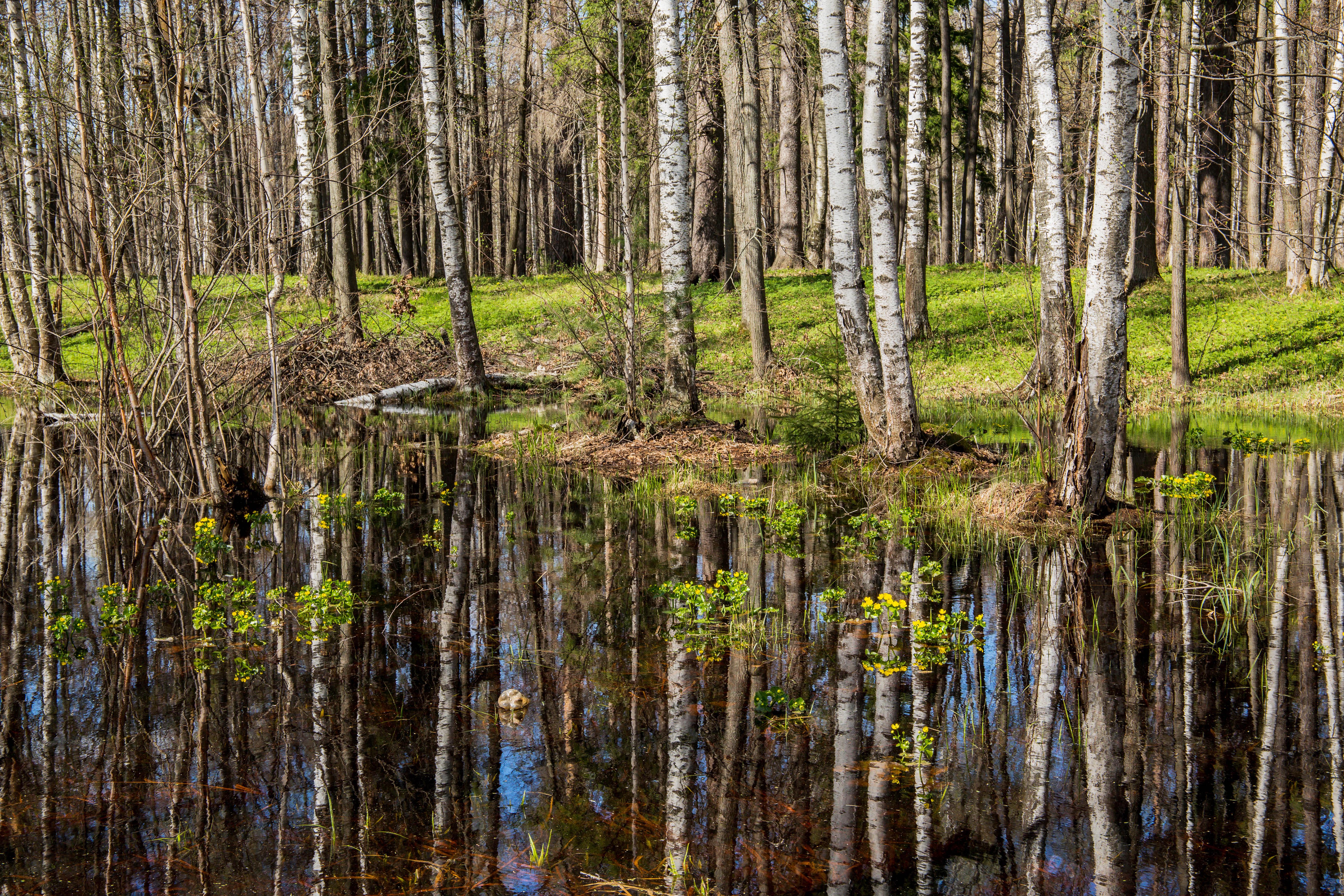 Дюлокский лес болото