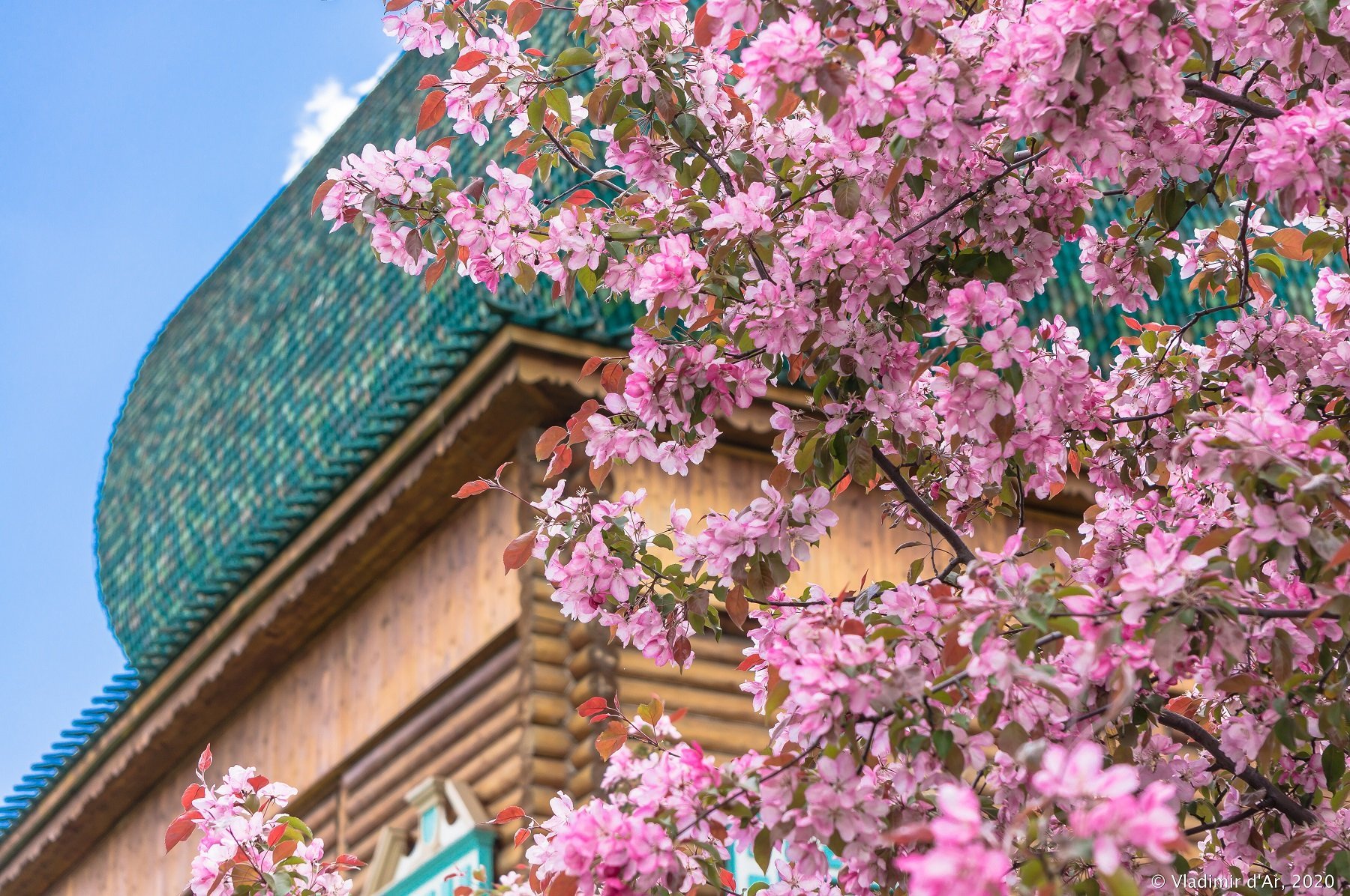 Sakura на русском. Русская Сакура яблоня Недзвецкого. Коломенский парк Сакура. Сакура в парке Коломенское. Коломенское цветение Сакуры.