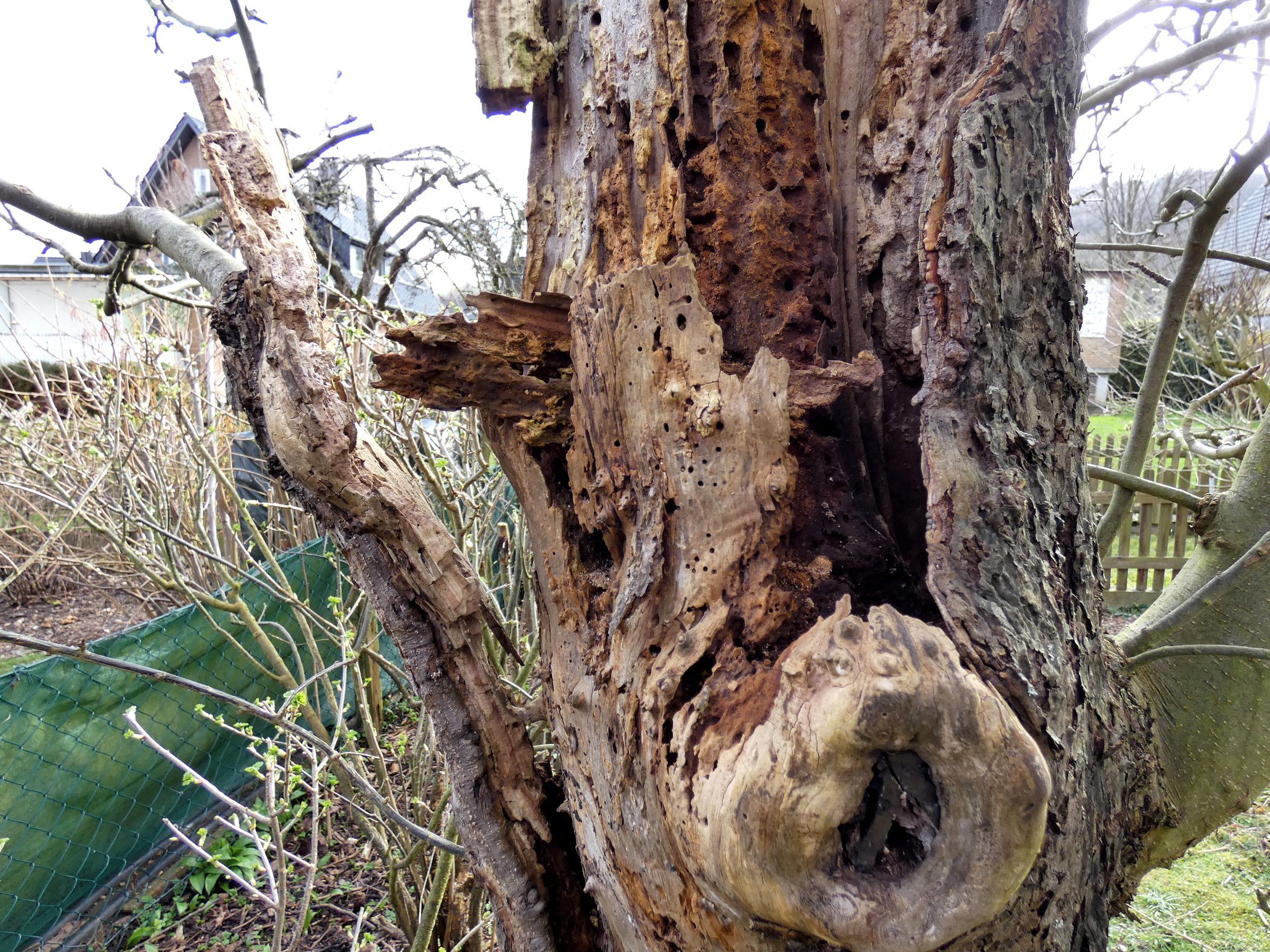 Из пня яблони. Самая древняя яблоня. Выпревание корневой шейки у яблони. Воздушные корни яблони подвой м9. Яблоня от старого корня.