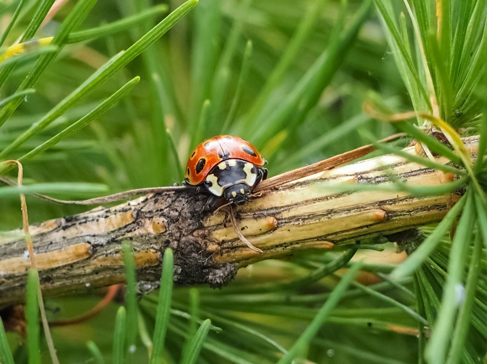 лиственница курильская опушение. цветение моркови. Larix sibirica экологические условия. морковь дикая. лиственница жук.