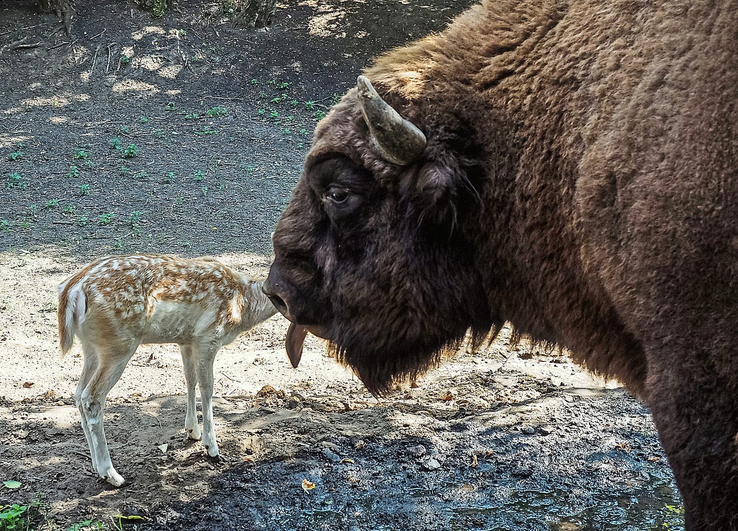 Бизон дата выхода серий. Бизон фото. Бизон. Мамонт и Бизон фото. Bison.