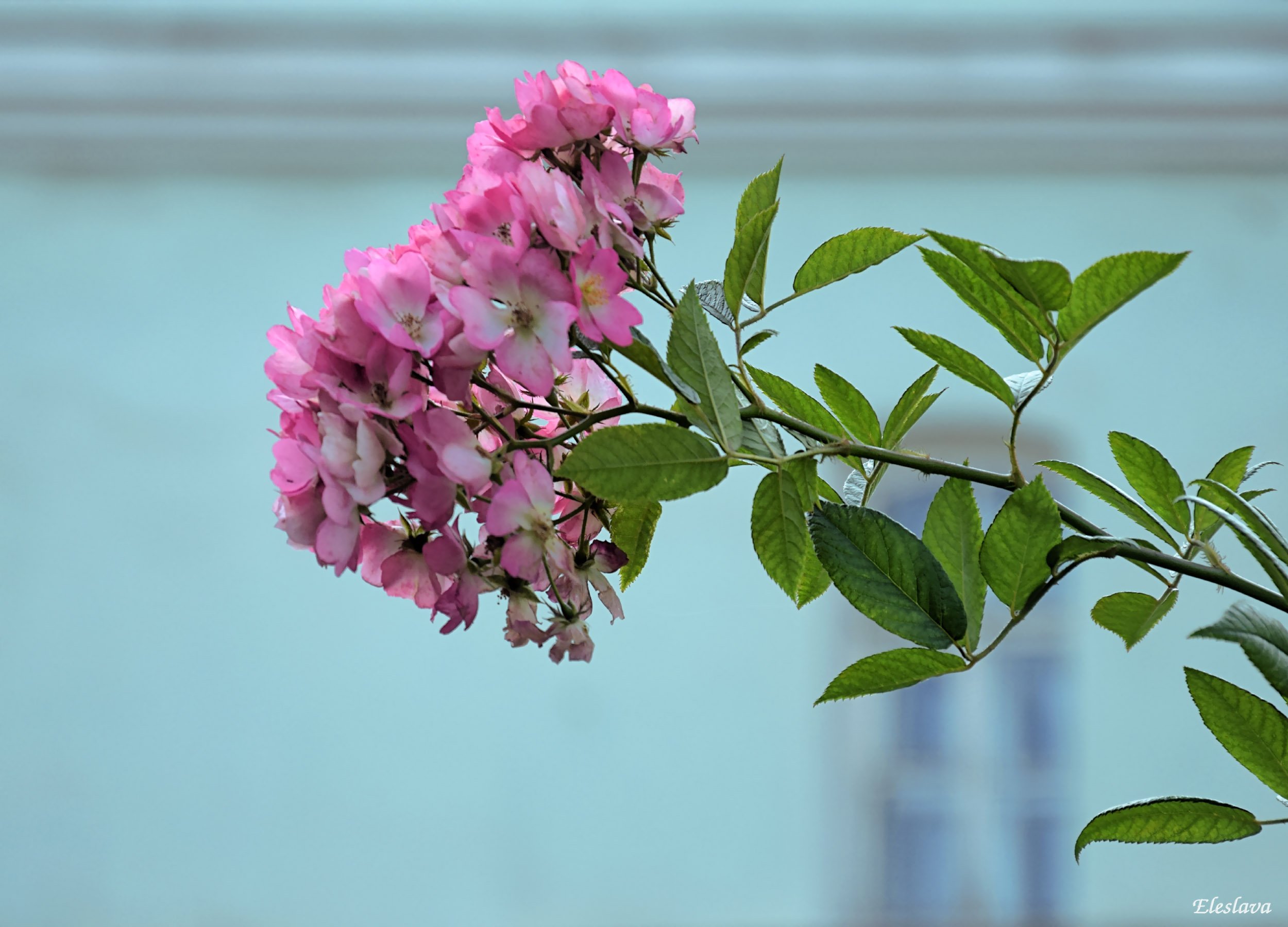 Кустард розовый. Яблоня Цветущая в саду. Розовый куст в Севастополе. Кусты роз сохры.