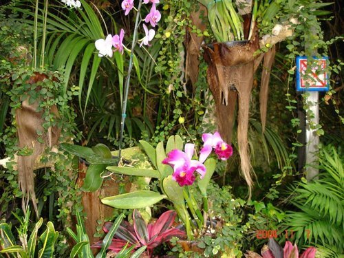 Уголок орхидей в Лоро-парке
