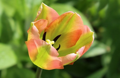 нежный тюльпан