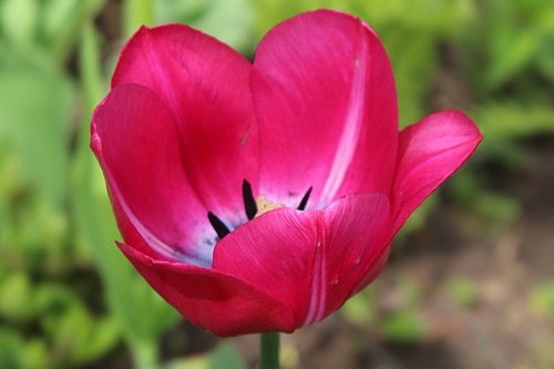 малиновый тюльпан