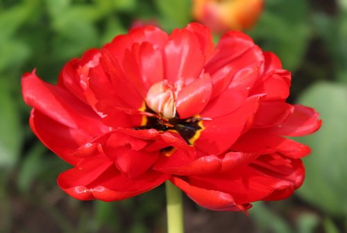 красный махровый тюльпан