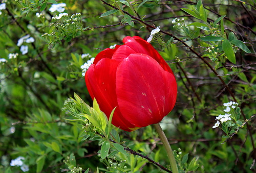 этюд с красным тюльпаном