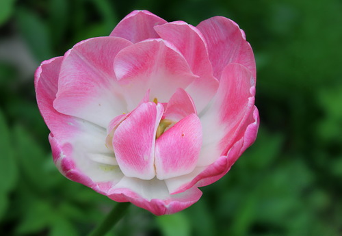 бело-розовый тюльпан