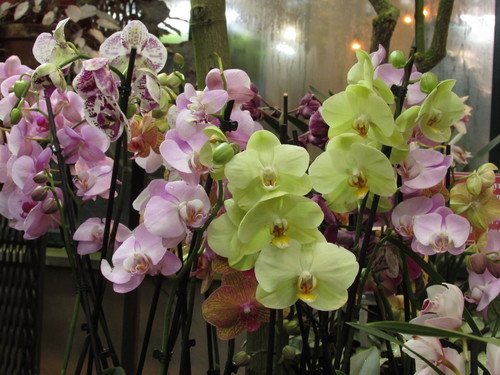 Бал орхидей