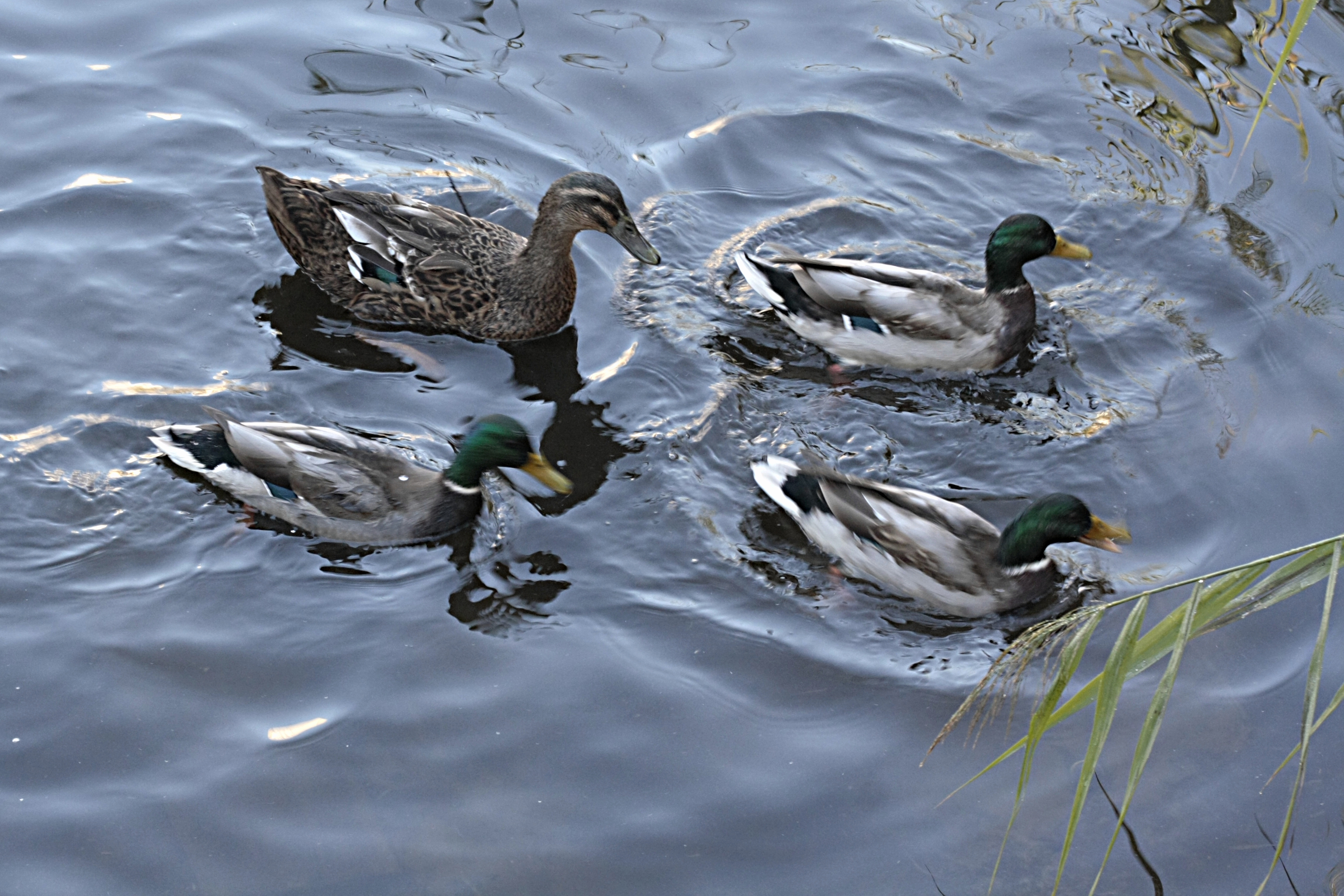 Утка кряква перелётная птица. Дикая утка кряква. Шутки про уток. Утка для презентации. Про утки 1.
