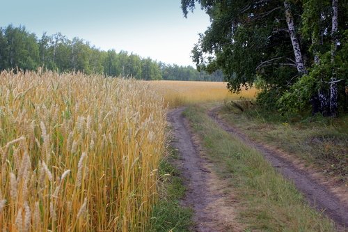 Полевая дорога.