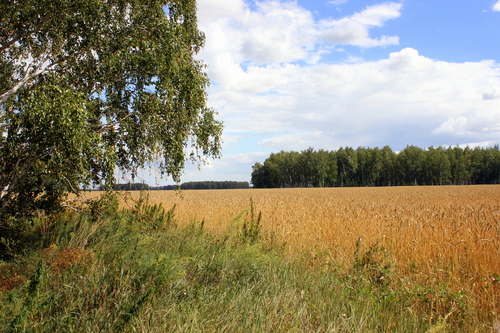 Пшеничное поле среди берез.