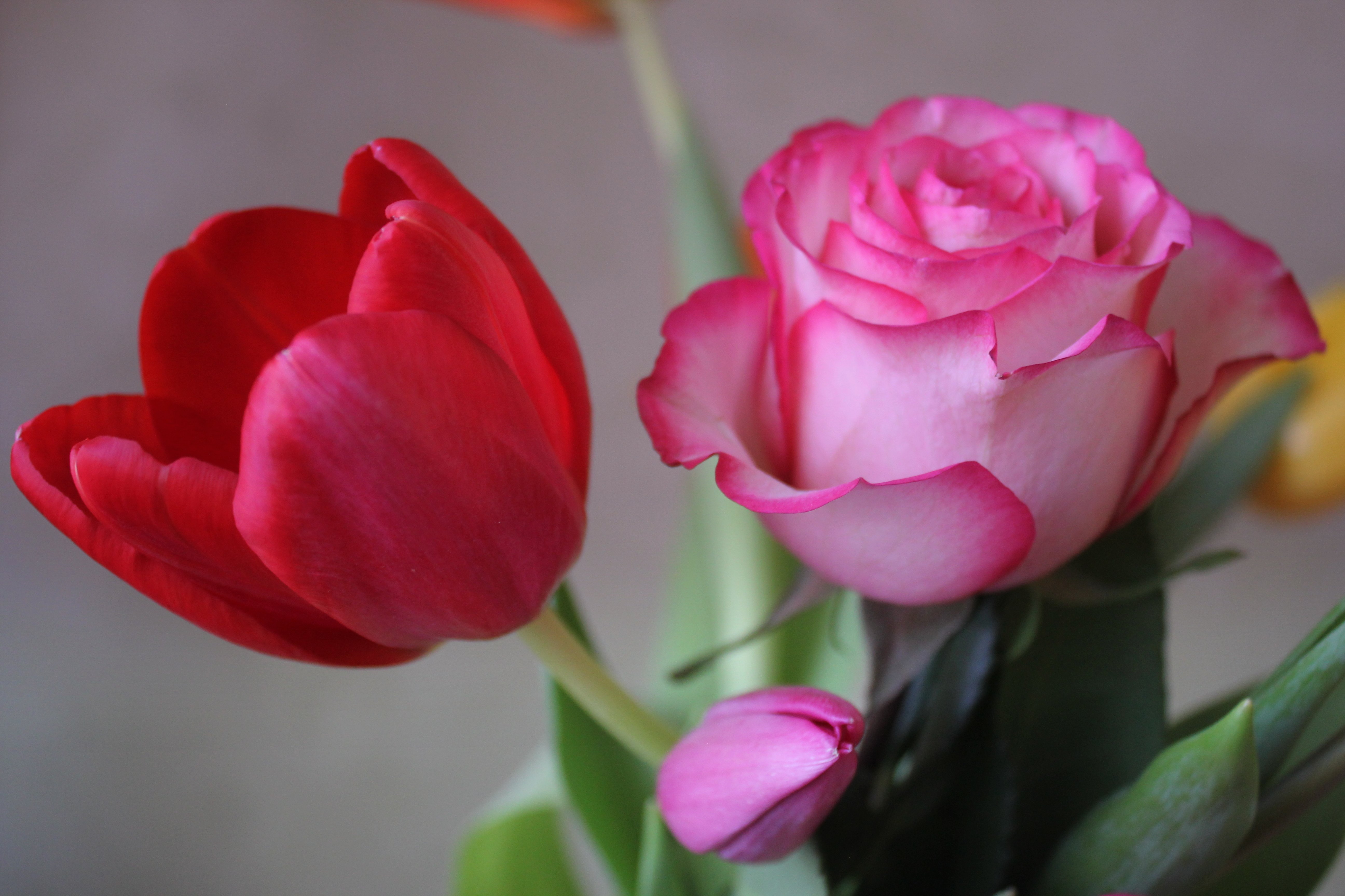 Розы и тюльпаны