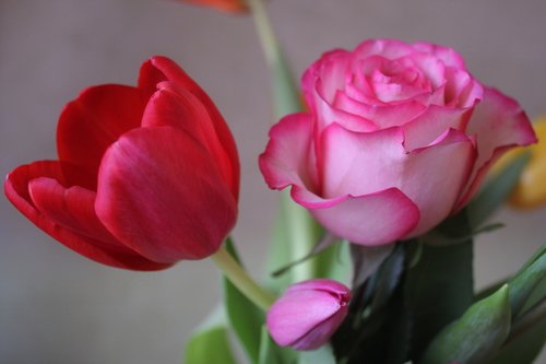 Тюльпан и роза.