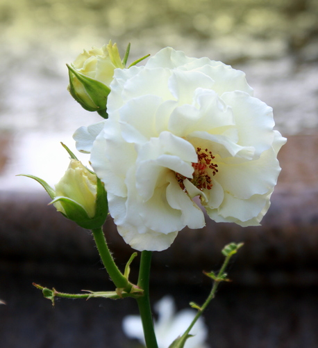Белая роза .