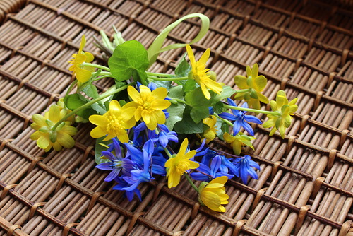 букетик апрельских цветочков