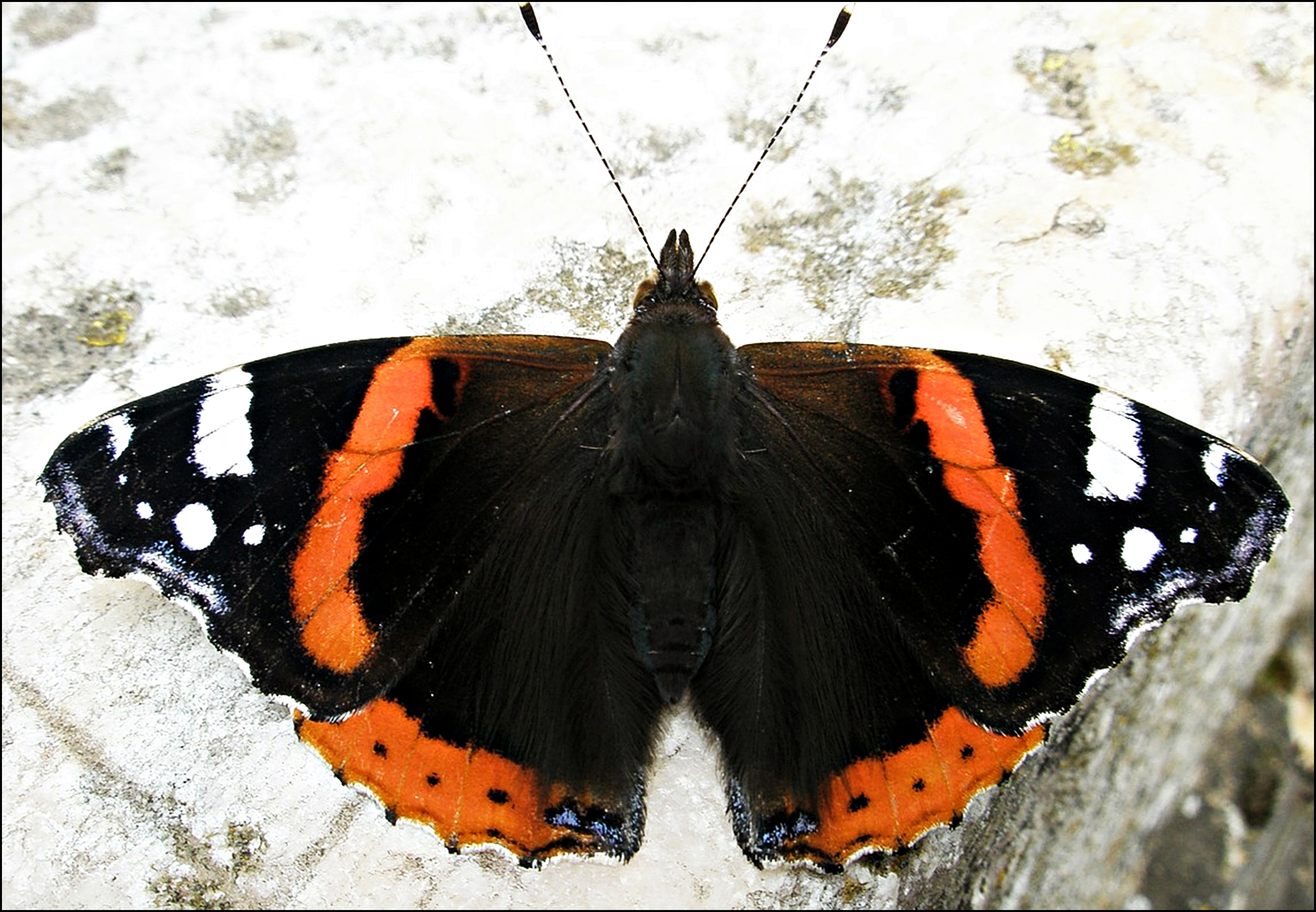 Бабочка черно оранжевая. Черно оранжевая бабочка. Бабочка оранжевая с черными. Бабочка коричневая с оранжевыми. Бабочка оранжевая с черными пятнами.