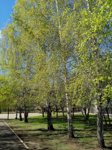 Городской сквер