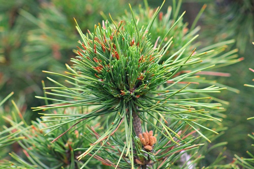 Весенний этюд