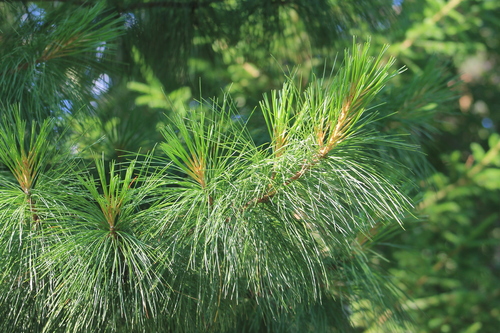 Весенний этюд