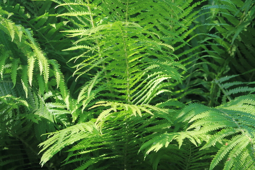 Папоротник