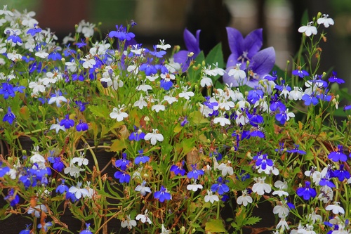 Летний привет