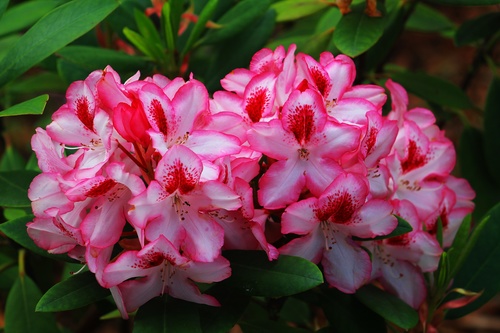 Летний этюд