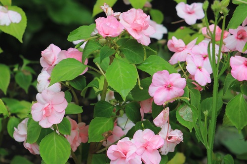 Летний привет