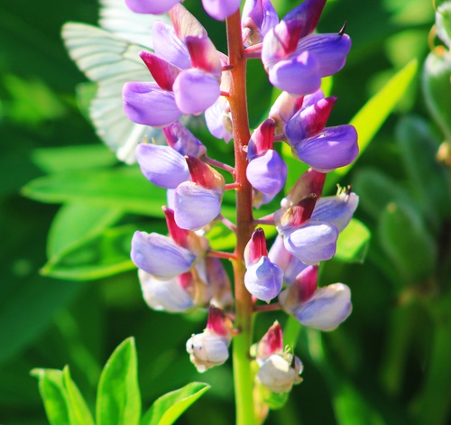 Летний этюд