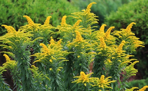 Летний этюд