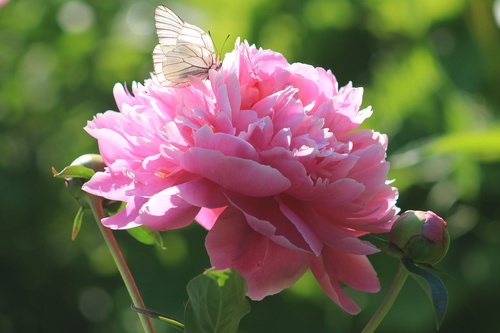 Капустница и пион