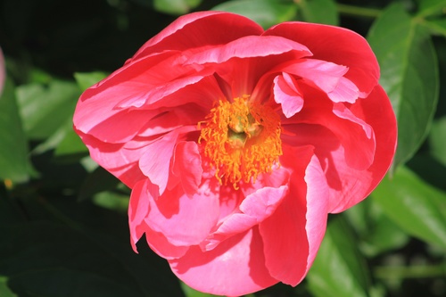 Летний этюд