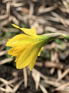 Нарциссы расцвели, значит весна наступила