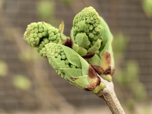 Кулачки сирени