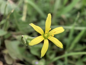 Лучок... гусиный