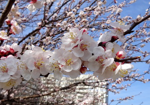 Нежное цветение