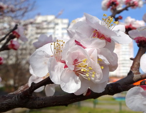 Абрикосовая весна