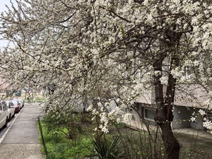 Во всех дворах города...