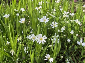 Звездчатка