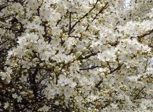 Весна во всей красе