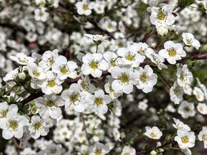 Заневестилась весна