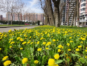 Весенняя дорожка