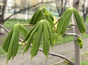 Молодая зелень