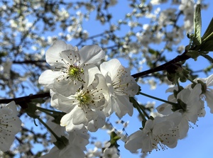 Прекрасная пора