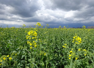 Рапсовое поле