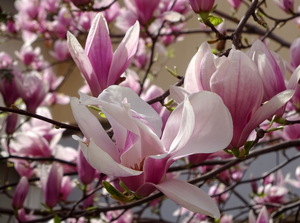 Прекрасные цветы магнолии