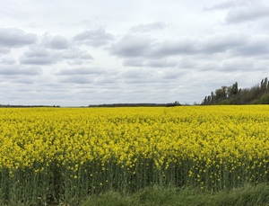 Пасмурным днем