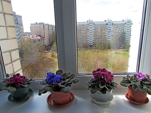 Весна на окне и за окном...