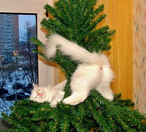 А ты ёлку нарядил ?????