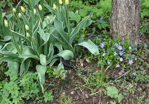 Середина весны - 2026...